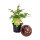 Baumschul Container 23 cm 5 Liter schwarz