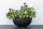 Peter M ø29cm / 18cm 5,0L natural black