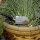 Fiskars Spaten Gärtner spitz1870g D 125cm