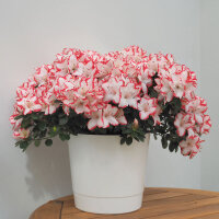 Topf MEY  Ø20cm/18cm O3 weiss