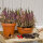 Tontopf BLT natur 29,3 / 23,3cm terracotta