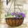 Hanging Basket Saxon 30cm 12"