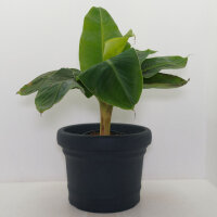 K&uuml;bel Cilindro GE 100/74 cm 367Ltr. Anthrazit